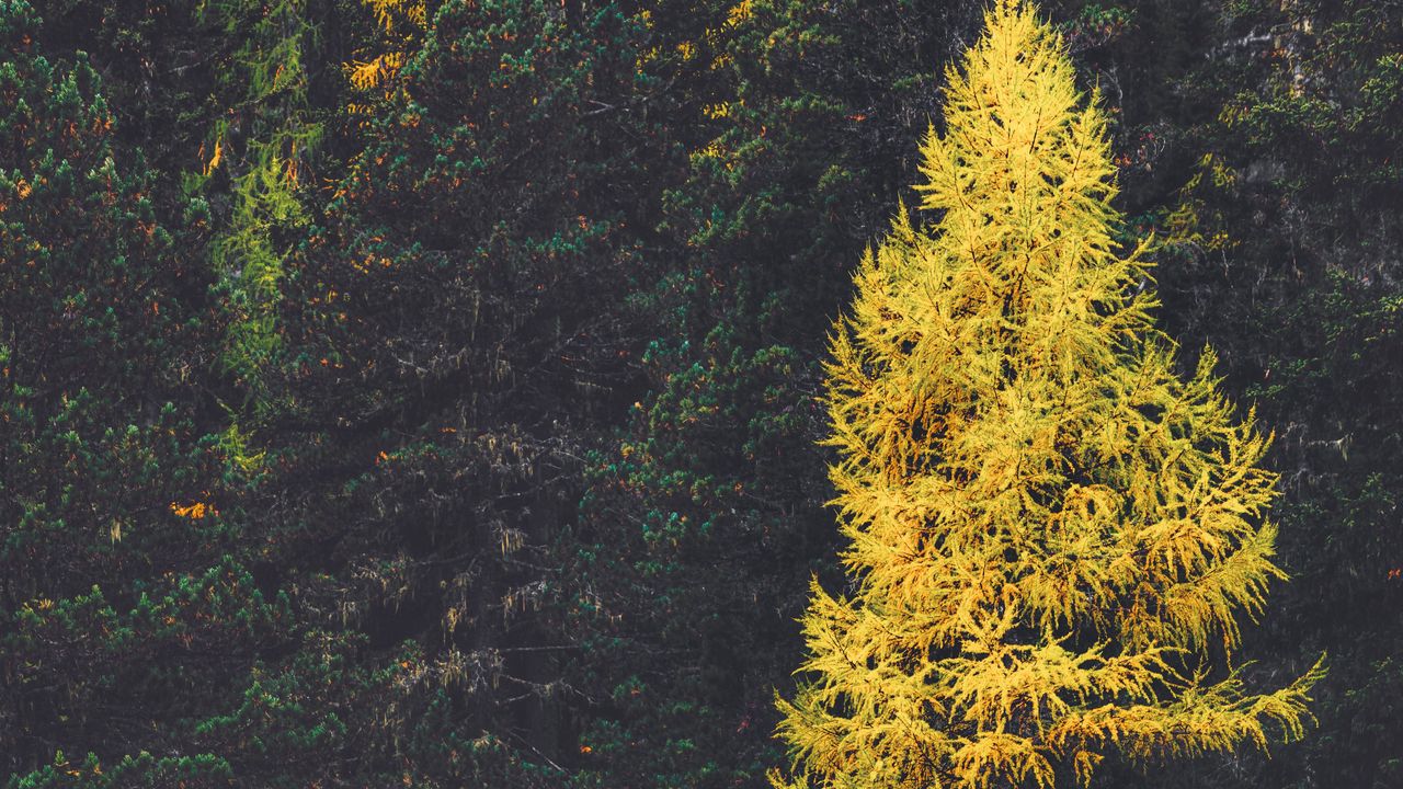 Wallpaper forest, conifer, trees, larch