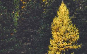 Preview wallpaper forest, conifer, trees, larch