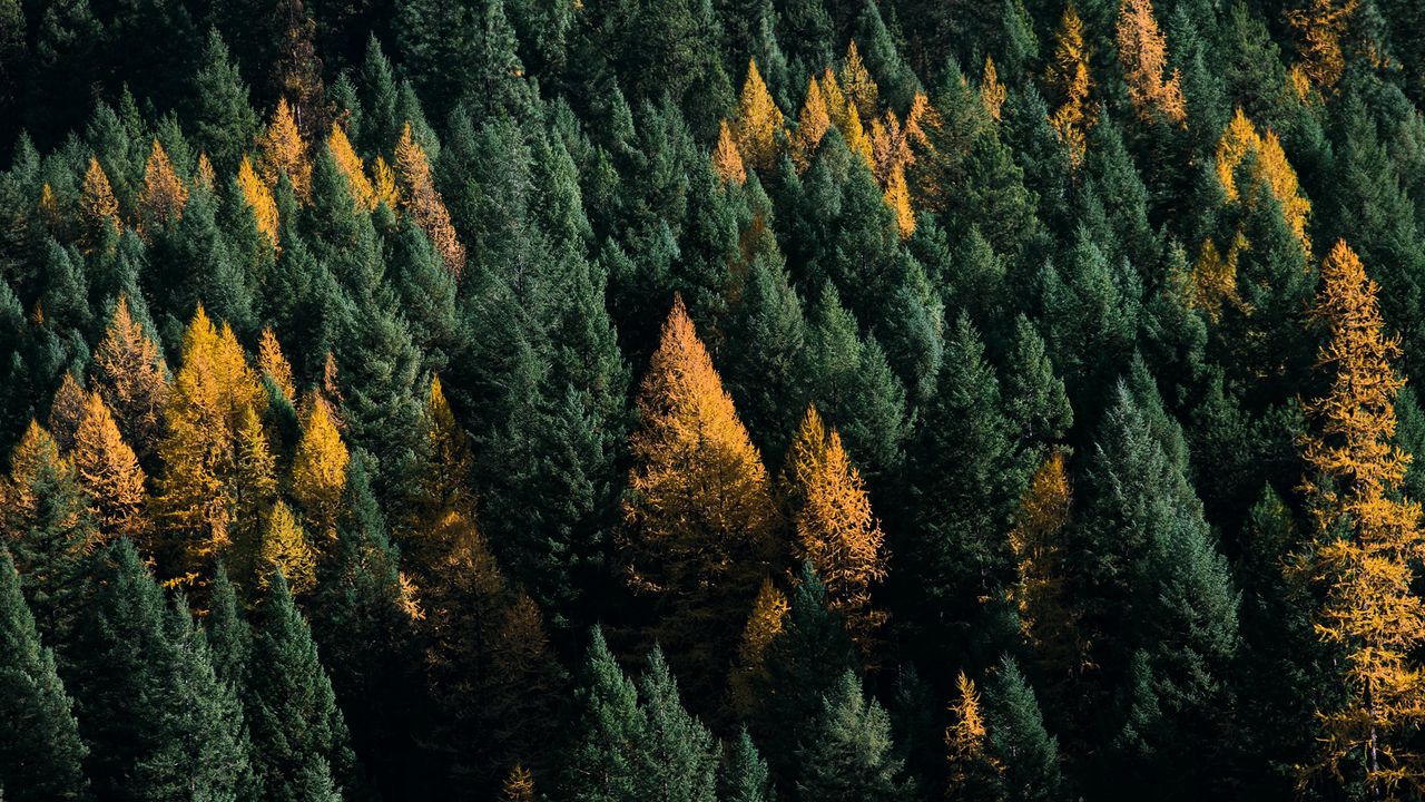 Wallpaper forest, coniferous, aerial view, trees, treetops