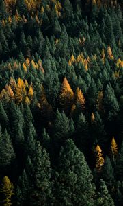 Preview wallpaper forest, coniferous, aerial view, trees, treetops