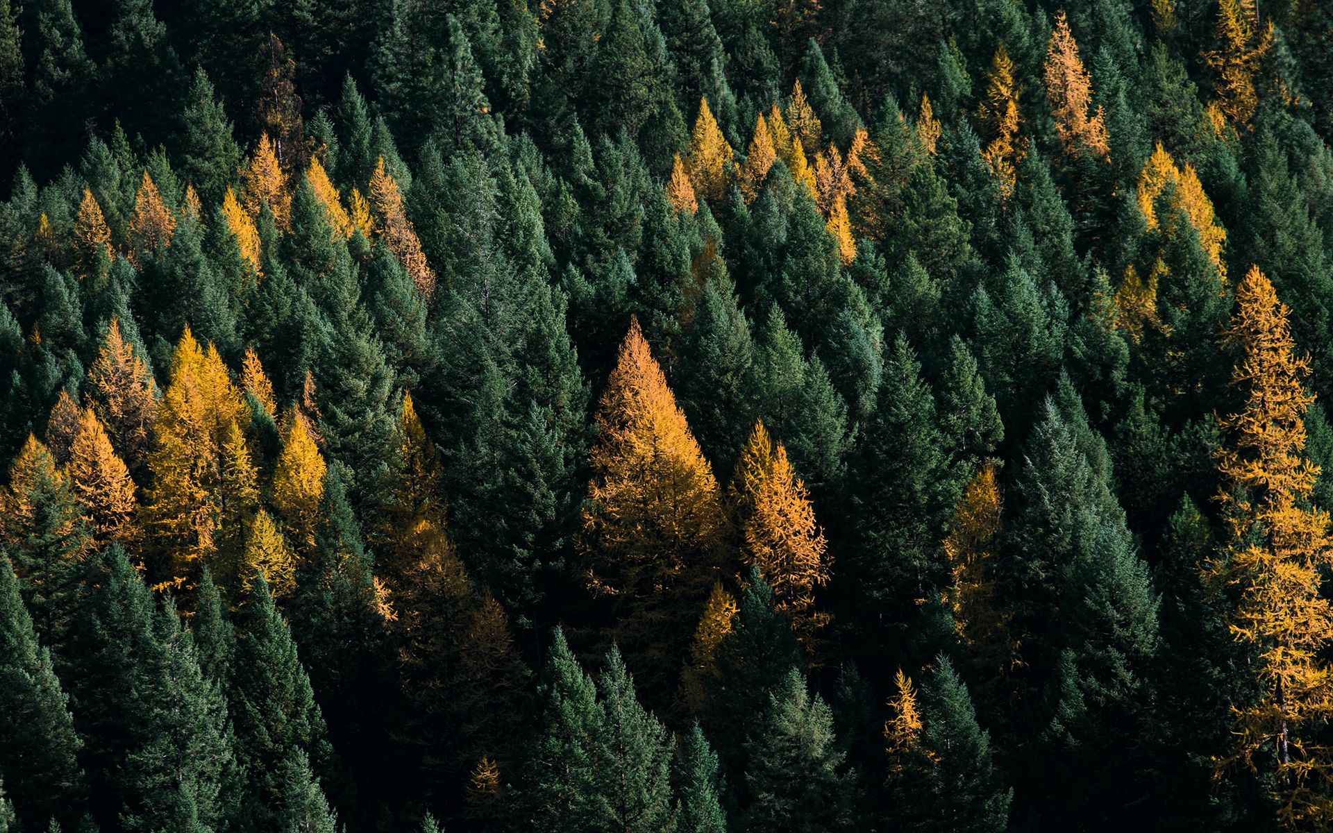Download wallpaper 1920x1200 forest, coniferous, aerial view, trees ...