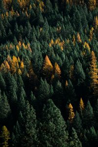 Preview wallpaper forest, coniferous, aerial view, trees, treetops