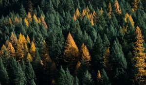 Preview wallpaper forest, coniferous, aerial view, trees, treetops