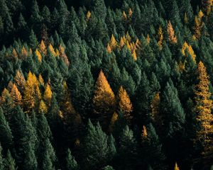 Preview wallpaper forest, coniferous, aerial view, trees, treetops