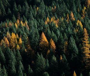 Preview wallpaper forest, coniferous, aerial view, trees, treetops