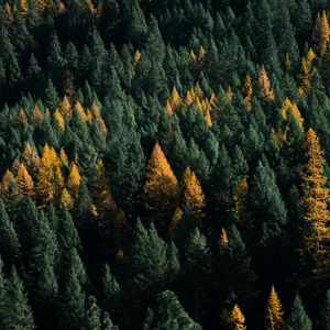 Preview wallpaper forest, coniferous, aerial view, trees, treetops