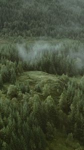 Preview wallpaper forest, coniferous, aerial view, hills, trees, clouds