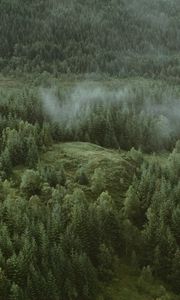 Preview wallpaper forest, coniferous, aerial view, hills, trees, clouds