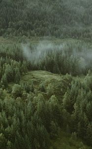 Preview wallpaper forest, coniferous, aerial view, hills, trees, clouds