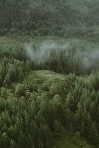 Preview wallpaper forest, coniferous, aerial view, hills, trees, clouds