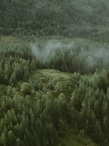 Preview wallpaper forest, coniferous, aerial view, hills, trees, clouds