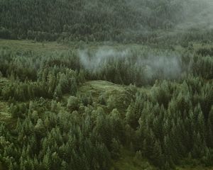 Preview wallpaper forest, coniferous, aerial view, hills, trees, clouds