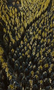 Preview wallpaper forest, coniferous, dense, trails, tops, aerial view