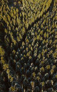 Preview wallpaper forest, coniferous, dense, trails, tops, aerial view