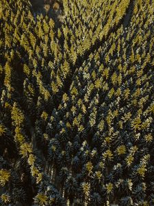 Preview wallpaper forest, coniferous, dense, trails, tops, aerial view