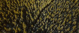 Preview wallpaper forest, coniferous, dense, trails, tops, aerial view