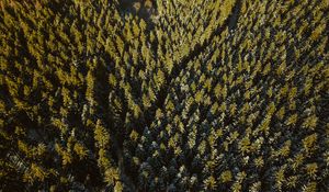 Preview wallpaper forest, coniferous, dense, trails, tops, aerial view