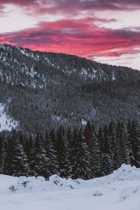 Preview wallpaper forest, coniferous, snowy, slope, landscape