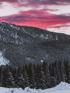 Preview wallpaper forest, coniferous, snowy, slope, landscape