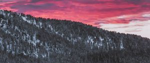 Preview wallpaper forest, coniferous, snowy, slope, landscape