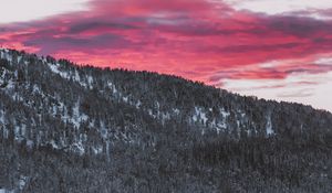 Preview wallpaper forest, coniferous, snowy, slope, landscape