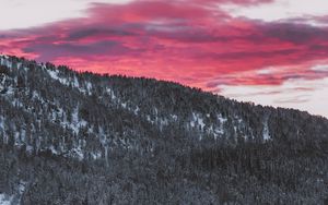 Preview wallpaper forest, coniferous, snowy, slope, landscape