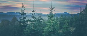 Preview wallpaper forest, coniferous, spruce, mountains, landscape, bavaria