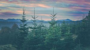 Preview wallpaper forest, coniferous, spruce, mountains, landscape, bavaria