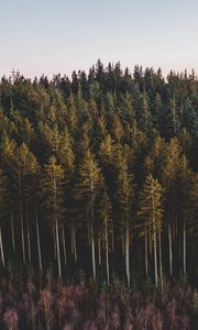 Preview wallpaper forest, coniferous, trees, pines, nature