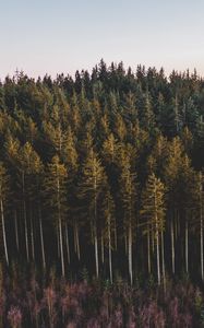 Preview wallpaper forest, coniferous, trees, pines, nature