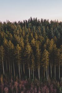 Preview wallpaper forest, coniferous, trees, pines, nature