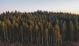 Preview wallpaper forest, coniferous, trees, pines, nature