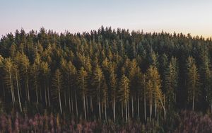 Preview wallpaper forest, coniferous, trees, pines, nature