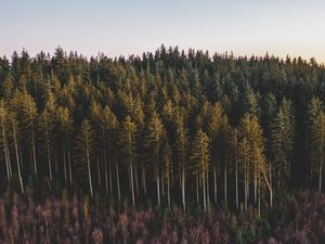 Preview wallpaper forest, coniferous, trees, pines, nature