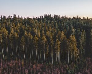 Preview wallpaper forest, coniferous, trees, pines, nature