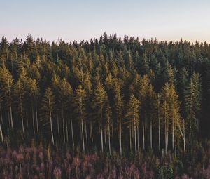 Preview wallpaper forest, coniferous, trees, pines, nature