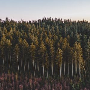 Preview wallpaper forest, coniferous, trees, pines, nature