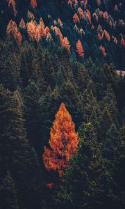 Preview wallpaper forest, coniferous, trees, pines