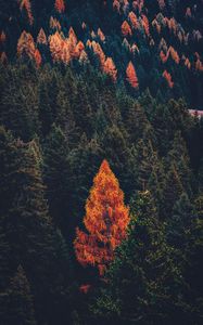 Preview wallpaper forest, coniferous, trees, pines