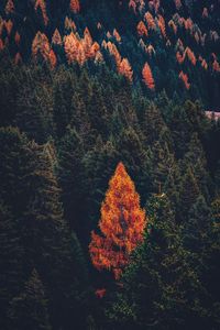 Preview wallpaper forest, coniferous, trees, pines