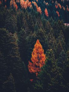 Preview wallpaper forest, coniferous, trees, pines