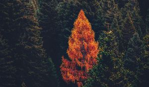 Preview wallpaper forest, coniferous, trees, pines