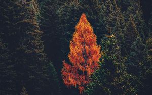 Preview wallpaper forest, coniferous, trees, pines