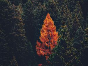Preview wallpaper forest, coniferous, trees, pines