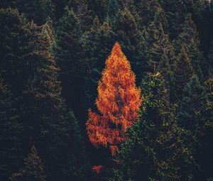 Preview wallpaper forest, coniferous, trees, pines