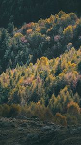 Preview wallpaper forest, coniferous, trees, hill