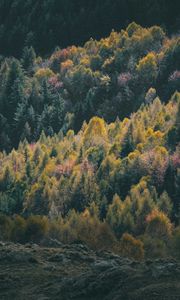 Preview wallpaper forest, coniferous, trees, hill