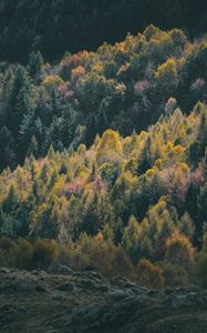 Preview wallpaper forest, coniferous, trees, hill