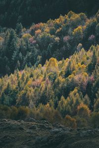 Preview wallpaper forest, coniferous, trees, hill