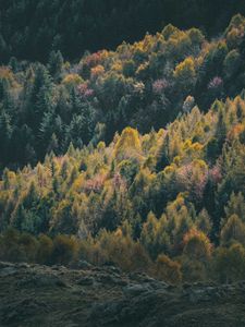 Preview wallpaper forest, coniferous, trees, hill